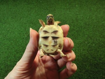 マルギナータリクガメベビー(フチゾリリクガメ)国内CB個体 39番の画像