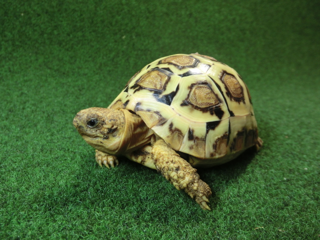 バブコックヒョウモンガメホワイトタイプ　ケニア産CB個体32番の画像