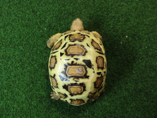 バブコックヒョウモンガメホワイトタイプ　ケニア産CB個体32番の画像