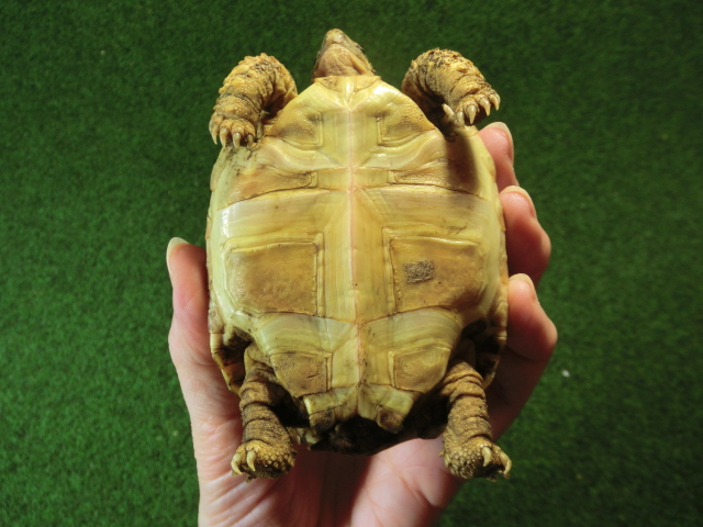 バブコックヒョウモンガメホワイトタイプ　ケニア産CB個体32番の画像