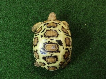 バブコックヒョウモンガメホワイトタイプ　ケニア産CB個体32番の画像