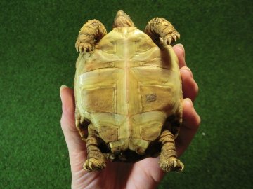 バブコックヒョウモンガメホワイトタイプ　ケニア産CB個体32番の画像
