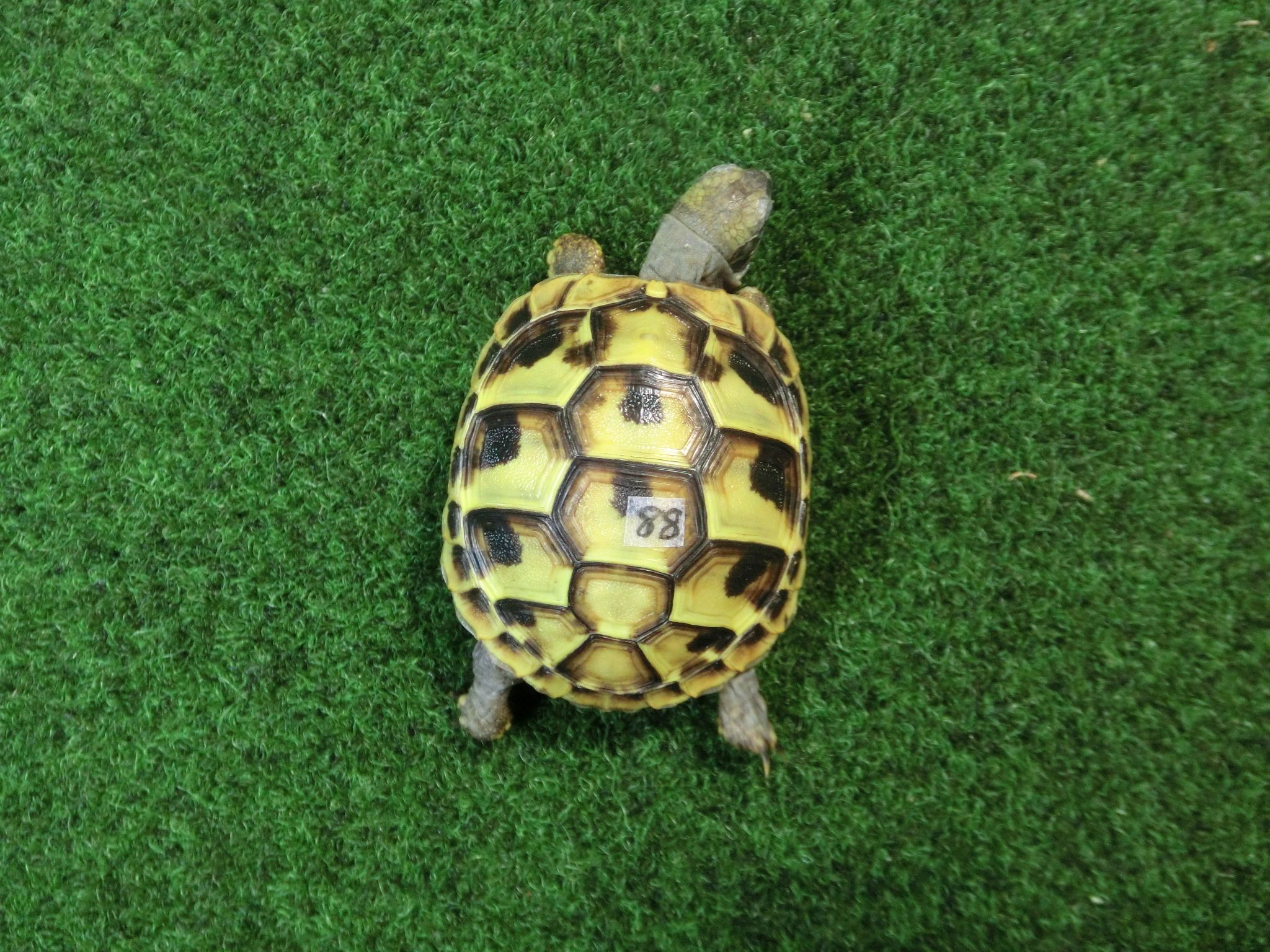 ヘルマンリクガメベビーEUCB個体 88番の画像