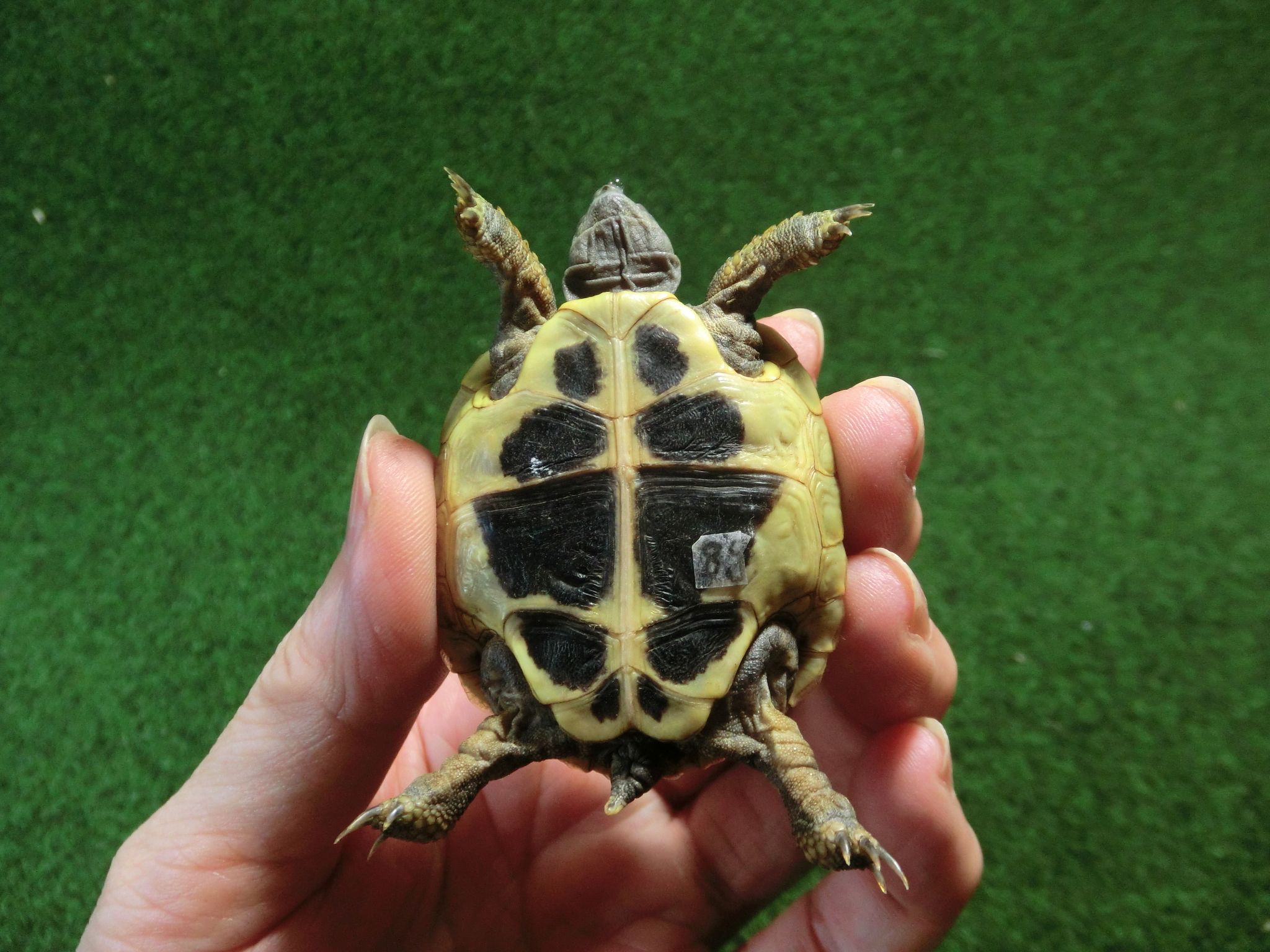 ヘルマンリクガメベビーEUCB個体 88番の画像