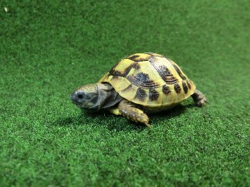 ヘルマンリクガメベビーEUCB個体 88番の画像