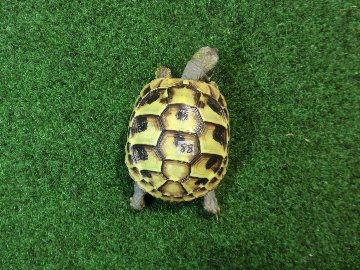 ヘルマンリクガメベビーEUCB個体 88番の画像
