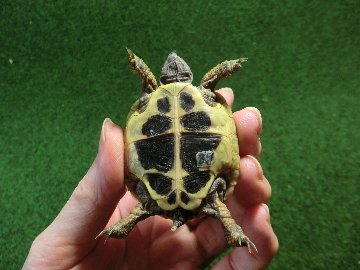 ヘルマンリクガメベビーEUCB個体 88番の画像