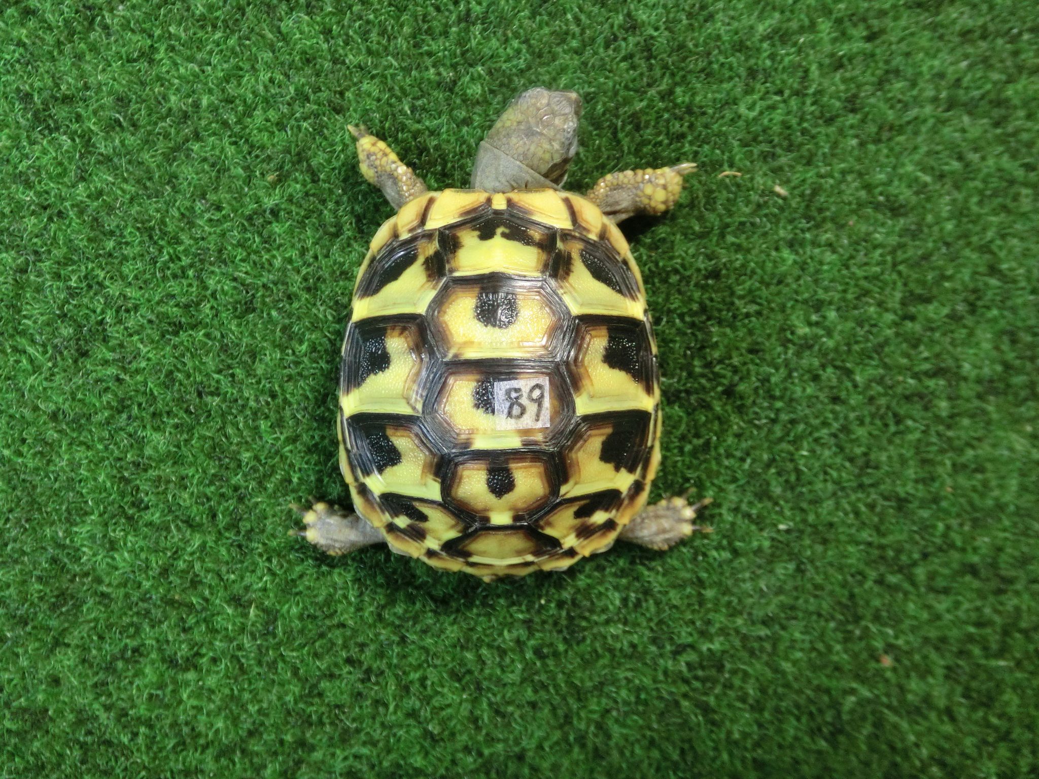 ヘルマンリクガメベビーEUCB個体 89番の画像