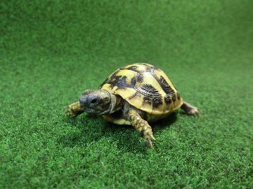 ヘルマンリクガメベビーEUCB個体 89番の画像