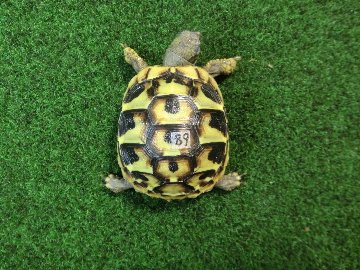 ヘルマンリクガメベビーEUCB個体 89番の画像