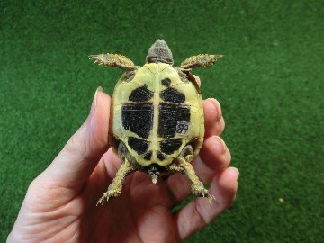 ヘルマンリクガメベビーEUCB個体 89番の画像