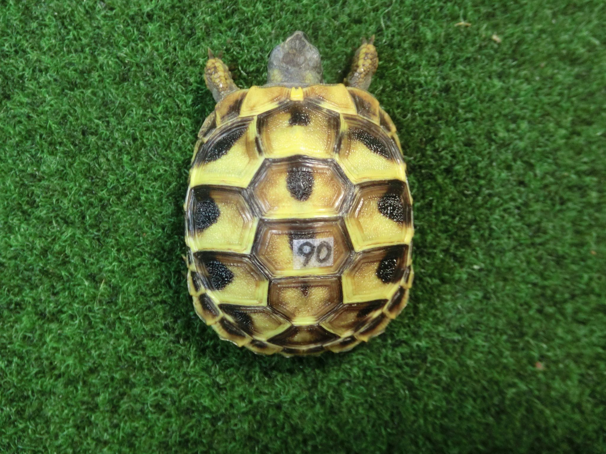 ヘルマンリクガメベビーEUCB個体 90番の画像