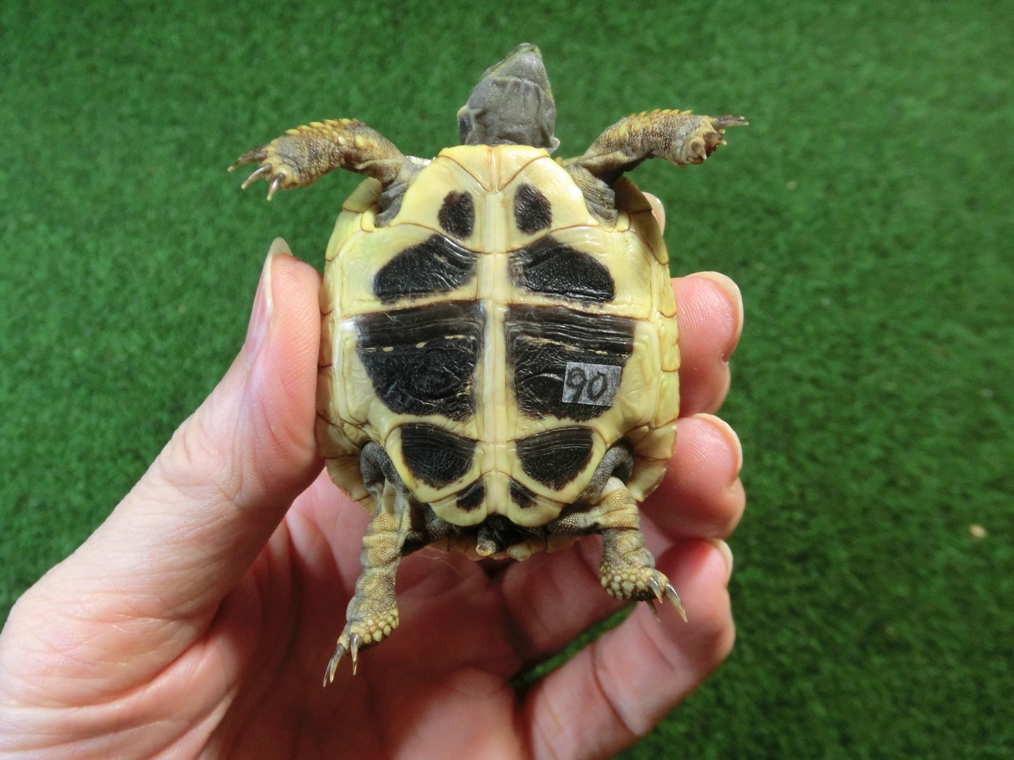 ヘルマンリクガメベビーEUCB個体 90番の画像