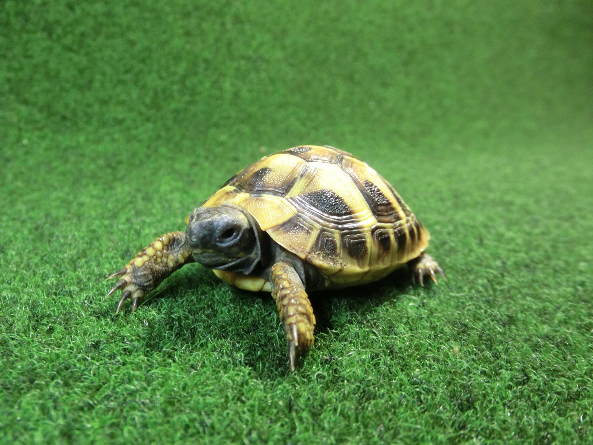 ヘルマンリクガメベビーEUCB個体 90番の画像