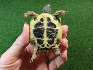 ヘルマンリクガメベビーEUCB個体 90番の画像