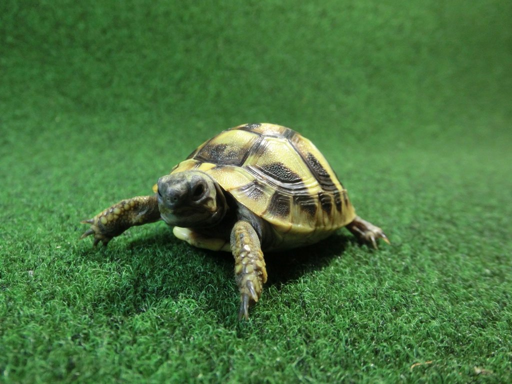 ヘルマンリクガメベビーEUCB個体 91番の画像