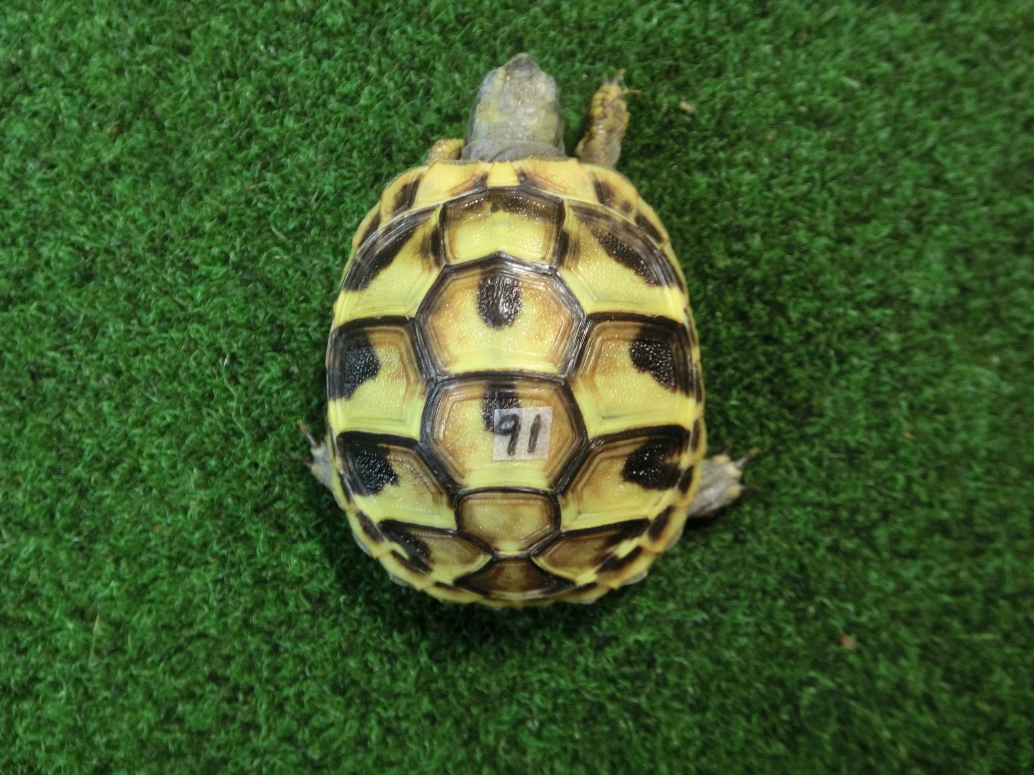 ヘルマンリクガメベビーEUCB個体 91番の画像