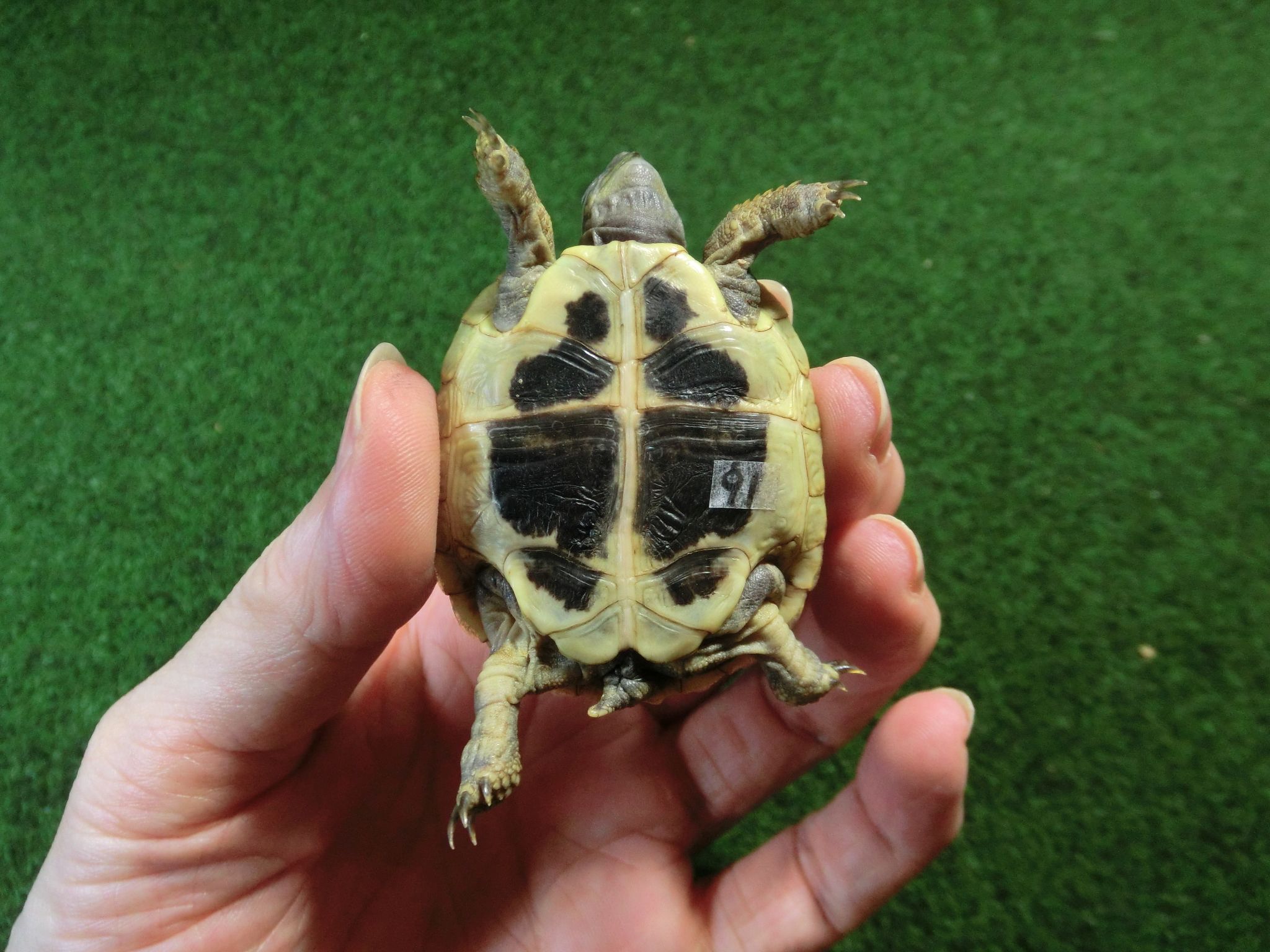 ヘルマンリクガメベビーEUCB個体 91番の画像