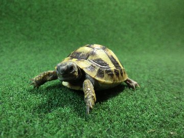 ヘルマンリクガメベビーEUCB個体 91番の画像