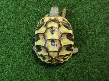 ヘルマンリクガメベビーEUCB個体 91番の画像