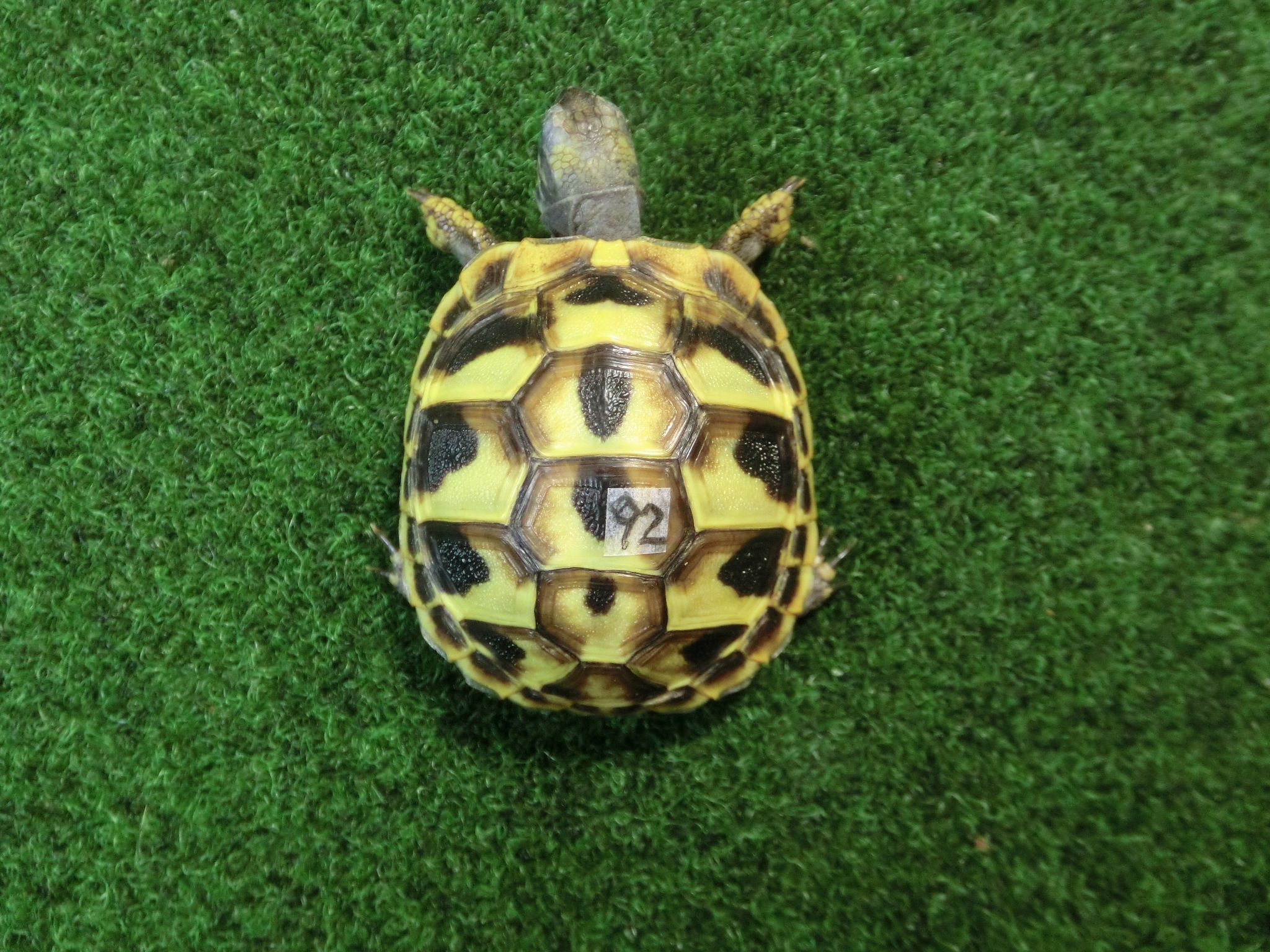 ヘルマンリクガメベビーEUCB個体 92番の画像