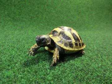 ヘルマンリクガメベビーEUCB個体 92番の画像