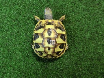 ヘルマンリクガメベビーEUCB個体 92番の画像
