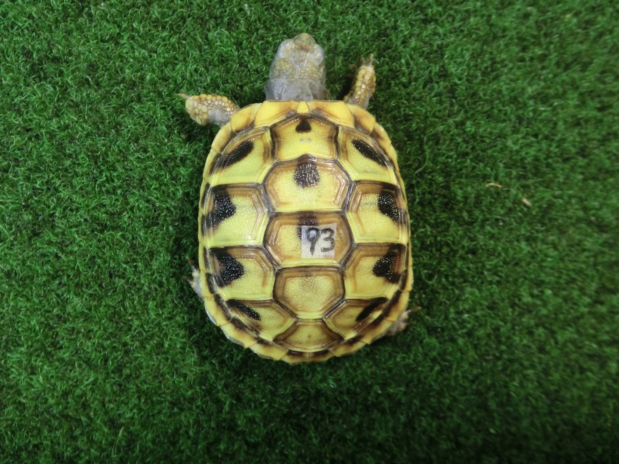 ヘルマンリクガメベビーEUCB個体 93番の画像