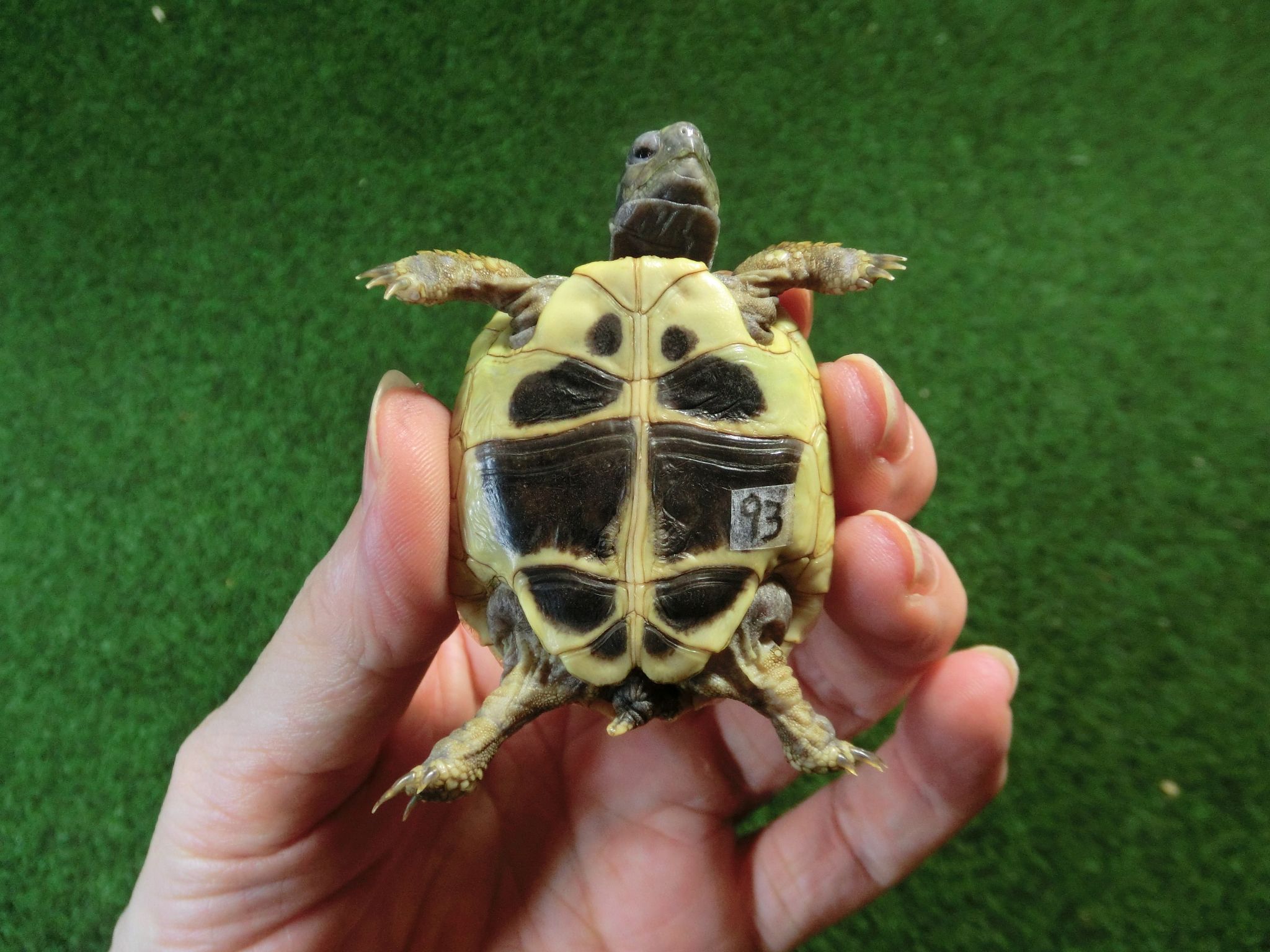 ヘルマンリクガメベビーEUCB個体 93番の画像