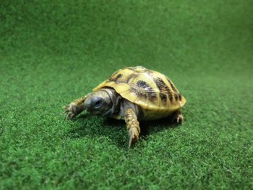ヘルマンリクガメベビーEUCB個体 93番の画像