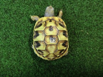 ヘルマンリクガメベビーEUCB個体 93番の画像