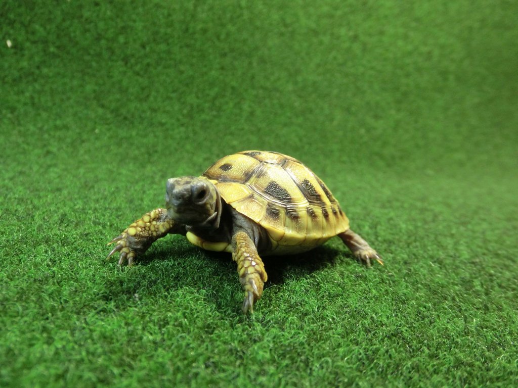ヘルマンリクガメベビーEUCB個体 94番イエロータイプの画像