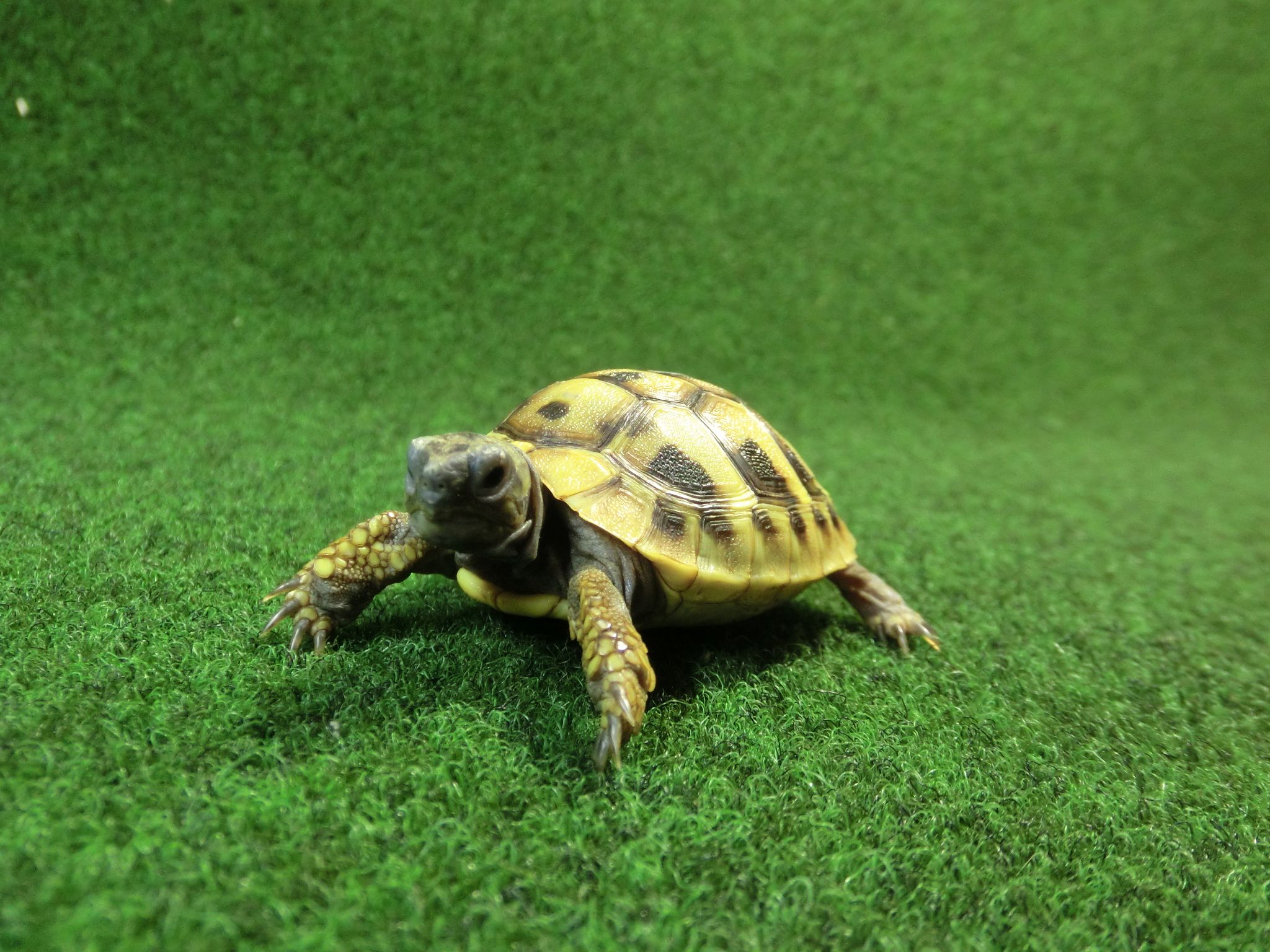 ヘルマンリクガメベビーEUCB個体 94番イエロータイプの画像