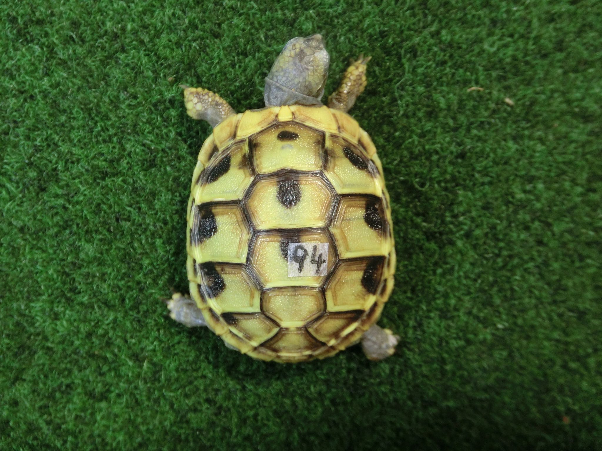 ヘルマンリクガメベビーEUCB個体 94番イエロータイプの画像