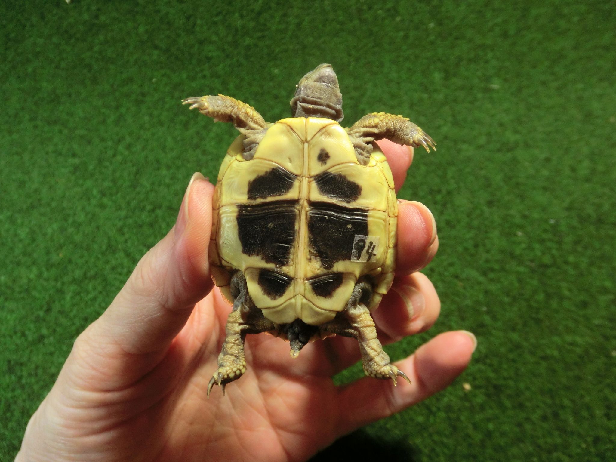 ヘルマンリクガメベビーEUCB個体 94番イエロータイプの画像