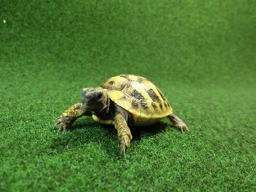ヘルマンリクガメベビーEUCB個体 94番イエロータイプの画像