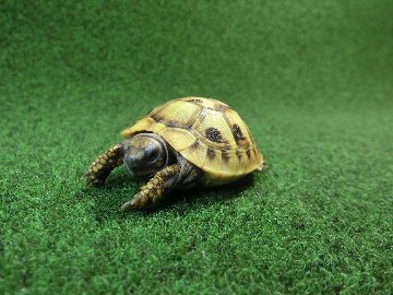 ヘルマンリクガメベビーEUCB個体 95番イエロータイプの画像
