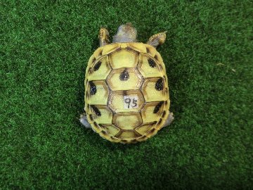 ヘルマンリクガメベビーEUCB個体 95番イエロータイプの画像