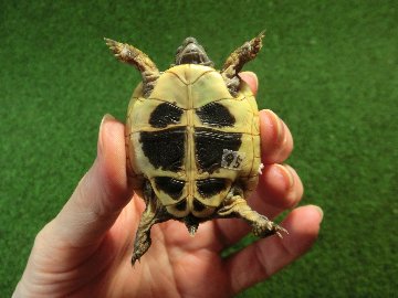 ヘルマンリクガメベビーEUCB個体 95番イエロータイプの画像