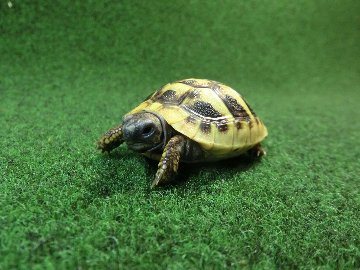 ヘルマンリクガメベビーEUCB個体 97番の画像