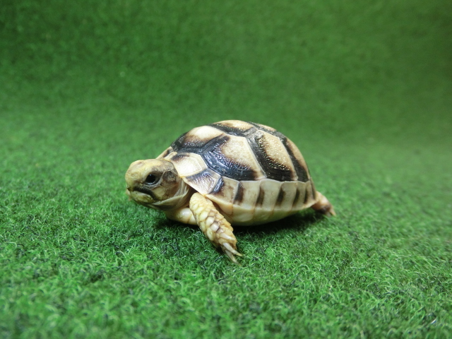 マルギナータリクガメベビー(フチゾリリクガメ)国内CB個体 40番の画像