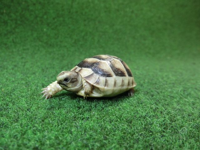 マルギナータリクガメベビー(フチゾリリクガメ)国内CB個体 41番の画像