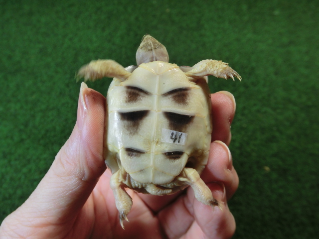 マルギナータリクガメベビー(フチゾリリクガメ)国内CB個体 41番の画像