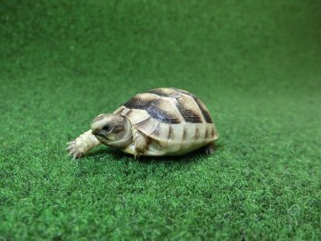 マルギナータリクガメベビー(フチゾリリクガメ)国内CB個体 41番の画像