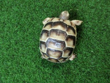 マルギナータリクガメベビー(フチゾリリクガメ)国内CB個体 41番の画像