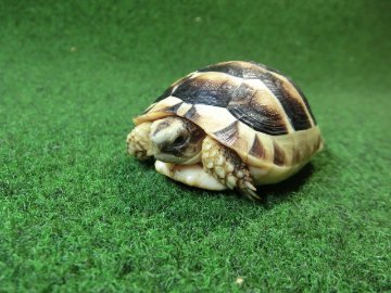 マルギナータリクガメSサイズ(フチゾリリクガメ)国内CB個体 41番の画像