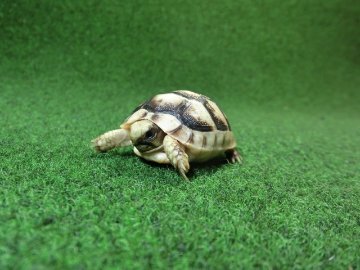 マルギナータリクガメベビー(フチゾリリクガメ)国内CB個体 42番の画像