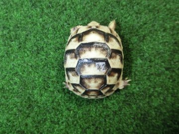 マルギナータリクガメベビー(フチゾリリクガメ)国内CB個体 42番の画像