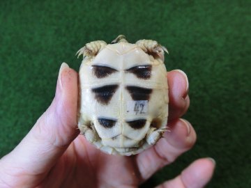 マルギナータリクガメベビー(フチゾリリクガメ)国内CB個体 42番の画像