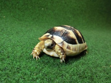 マルギナータリクガメSサイズ(フチゾリリクガメ)国内CB個体 42番の画像